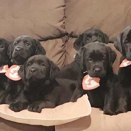 Labrador Retriever Puppies from Young’s Legacy Labradors