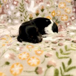 Casanova - Piebald male Dachshund puppy in Nampa, Idaho from 208 Wiener Wiggle Butts LLC