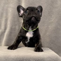 Boy 1 - Brindle and white French Bulldog puppy in Florida from Peaceful Prayers French Bulldogs