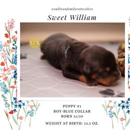 Sweet William- Blue Collar - Rottweiler puppy in Vancouver, Washington from Sullivan Family Rottweilers