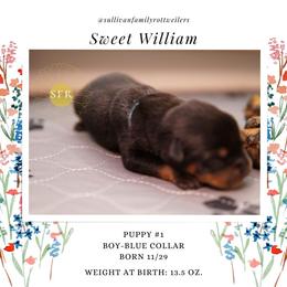 Sweet William- Blue Collar - Rottweiler puppy in Vancouver, Washington from Sullivan Family Rottweilers