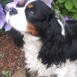 Cavalier King Charles Spaniels from Pitt Parade Cavalier's