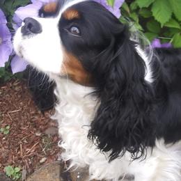 Cavalier King Charles Spaniels from Pitt Parade Cavalier's