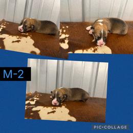 Boy 2 - Red male Pembroke Welsh Corgi puppy in Linden, Texas from W&W “lil” Wrangler Corgis