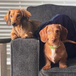 Two bonded pair - Dapple male Dachshund puppy in Pleasant Plains, Arkansas from JGBs Dachshunds
