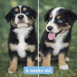 Ozzy - Black tri-color male Australian Shepherd puppy in Lakeland, Florida from Aussies of Hope LLC
