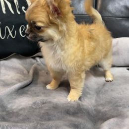 Goliat - Red and white male Chihuahua puppy in Hialeah, Florida from D’El Prado