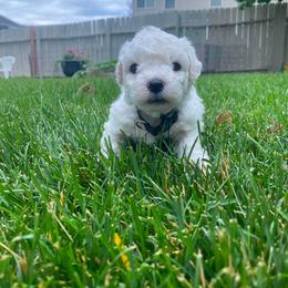 Male 1 - White male Bichon Frise puppy in Pocatello, Idaho from Sarah's Cavachons, Bichons & King Charles Cavalier Spaniels