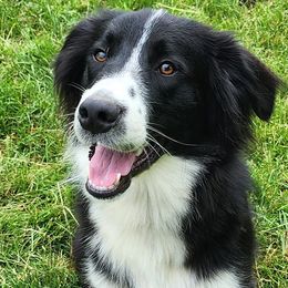 Boy 1 - male English Shepherd puppy in Columbia, Connecticut from Tranquil Morning Farm