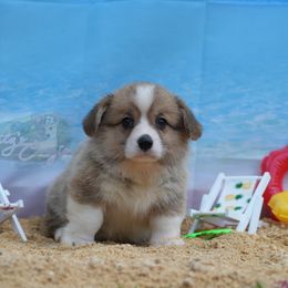 White Collar - White and red Pembroke Welsh Corgi puppy in Terrell, Texas from Lily's Pembroke Welsh Corgis