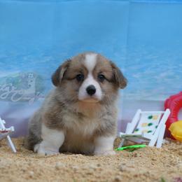 White Collar - White and red Pembroke Welsh Corgi puppy in Terrell, Texas from Lily's Pembroke Welsh Corgis
