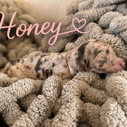 Honey - Chocolate merle female Bernedoodle puppy in Fort Collins, Colorado from Front Range Family Doodles
