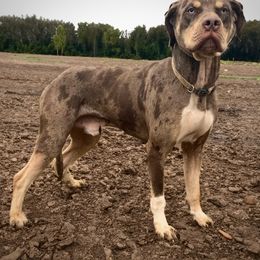 Fips - Catahoula Leopard Dog