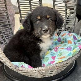 Hopper - Black tri male Miniature Australian Shepherd puppy in Port Saint Lucie, Florida from Charlene Brannon's Mini Australian Shepherds