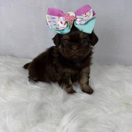 Queen Alexandria - Chocolate and tan female Shih Tzu puppy in Columbia, Kentucky from Lisa Bandy Luxe Shih Tzu