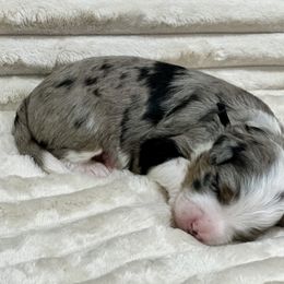 Firefly - Merle male Bernedoodle puppy in Janesville, Wisconsin from Zakadoodles