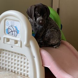 German Shorthaired Pointer Puppies from Brija German Shorthaired Pointers