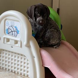 German Shorthaired Pointer Puppies from Brija German Shorthaired Pointers