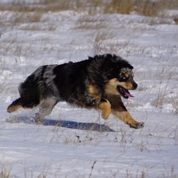 Miniature Australian Shepherds from Infinity Aussies