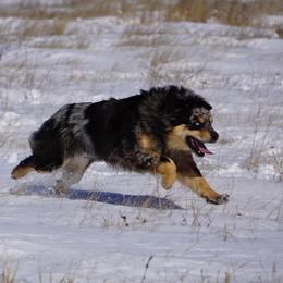 Miniature Australian Shepherds from Infinity Aussies