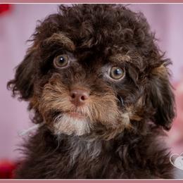 Priscilla - Brown and tan female Cockapoo puppy in Connersville, Indiana from Deaz Doodle Ranch