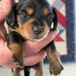 Taylor - Black and tan female Dachshund puppy in Milo, Missouri from Gillian’s Darling’ Doxies