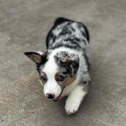 Marley - Blue merle and white male American Corgi puppy in Nortonville, Kansas from Low Riders Corgis & Mini Aussies