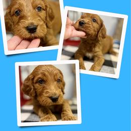 Bourbon - Red male Irish Doodle puppy in Bluefield, Virginia from Love on a Leash