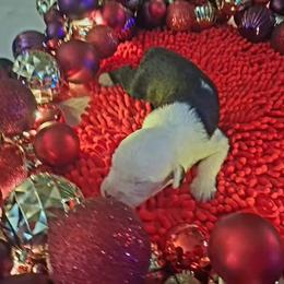 Boy 3 - Blue and white male Old English Sheepdog puppy in Met AI Rie, Louisiana from Orleans Old English Sheepdogs