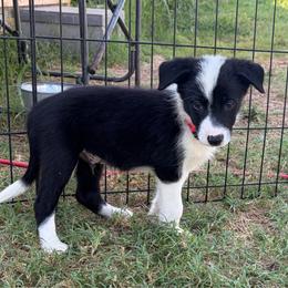 Butch - Red - Black and white male Border Collie puppy in Shawnee, Oklahoma from Cross K Working Collies - Pure Bred Border Collies