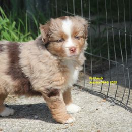 Dove - Red merle female Miniature American Shepherd puppy in Hillsdale, Michigan from Faithwalk Aussies and Mini American Shepherds