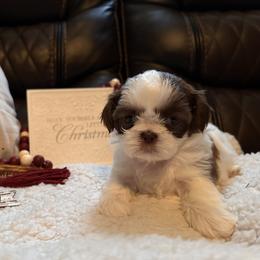 Shih Tzu Puppies from Wood Foo Breeders