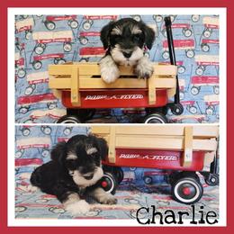 Charlie - Black and silver male Miniature Schnauzer puppy in Lebanon, Missouri from Cedar Glades Canines