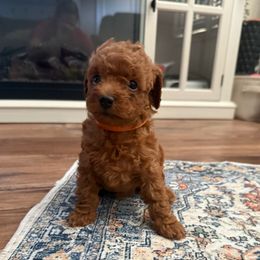 Rose - Red  female Poodle puppy in Poth, Texas from Casa de Curls