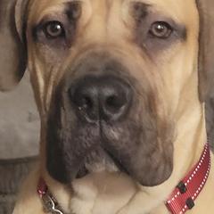 Boerboels from Legion Boerbooels