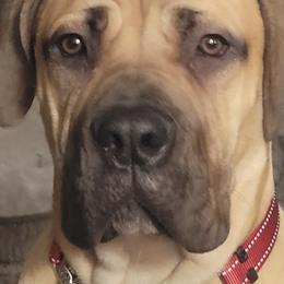 Boerboels from Legion Boerbooels