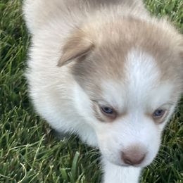 Pomsky Puppies from Promise Land Pomskies
