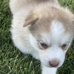 Pomsky Puppies from Promise Land Pomskies