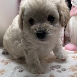 Leo - Apricot male Maltipoo puppy in Colonial Beach, Virginia from BeachRidge Pups