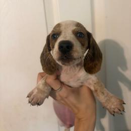 Diluc - Dapple male Dachshund puppy in Willis, Texas from Dots Dachshunds