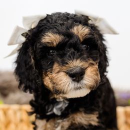 Bernedoodles from San Tan Mini Doodles