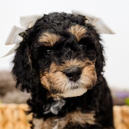 Bernedoodles from San Tan Mini Doodles