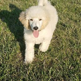 Poodle Puppies from Poo La La Poodles