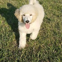 Poodle Puppies from Poo La La Poodles