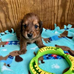 Jelly Bean - Red male Dachshund puppy in Wolf Lake, Indiana from Canisteo Dachshunds