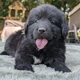 Lavender Girl (Saké) - Black female Newfoundland puppy in Independence, Missouri from K & L Ranch