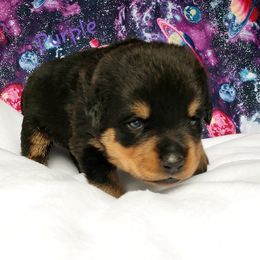 Rottweiler Puppies from Von Hunter Rottweilers