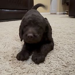 Sweet Caroline - Chocolate female Labradoodle puppy in Spur, Indiana from Purple Heart Canines
