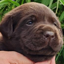 Labrador Retrievers from Creek's Edge Labradors