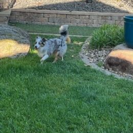 Miniature Australian Shepherd Puppies from Amberwood DD Aussies